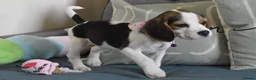 Beagle dogs for sale: Beautiful beagle puppies  - Advert 25
