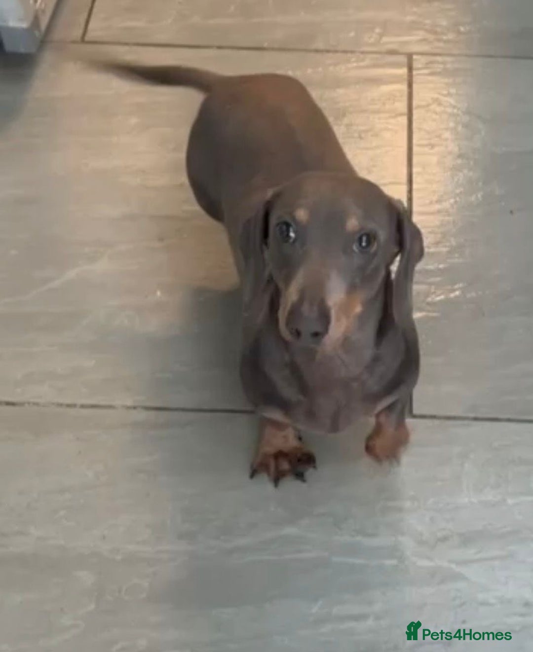 Dachshund dogs for sale: Mini Dachshund boy Slinky - Advert 1