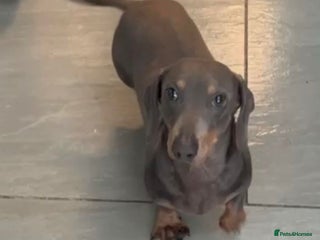 Dachshund dogs Mini Dachshund boy Slinky - Advert 14