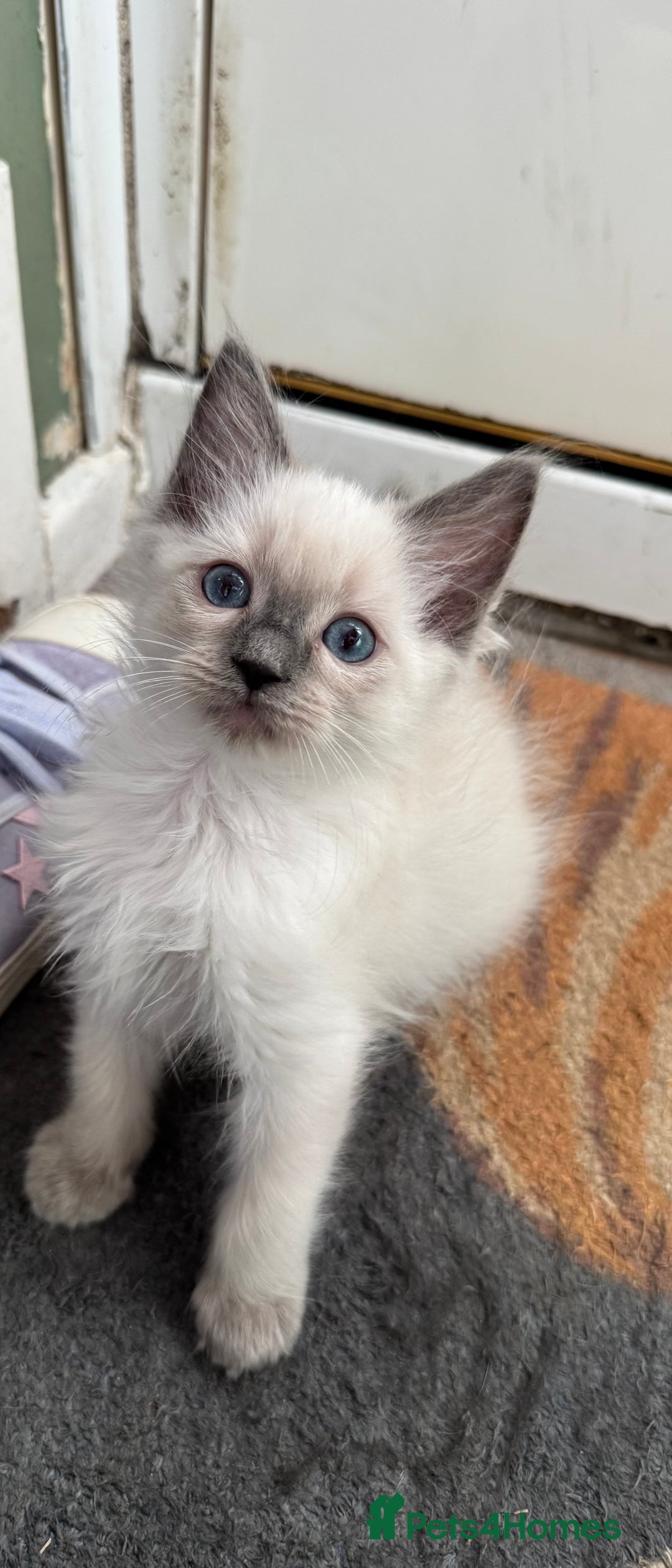 Ragdoll cats for sale: Beautiful Tica registered Ragdoll’s  - Image 7