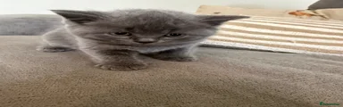 British Shorthair 2