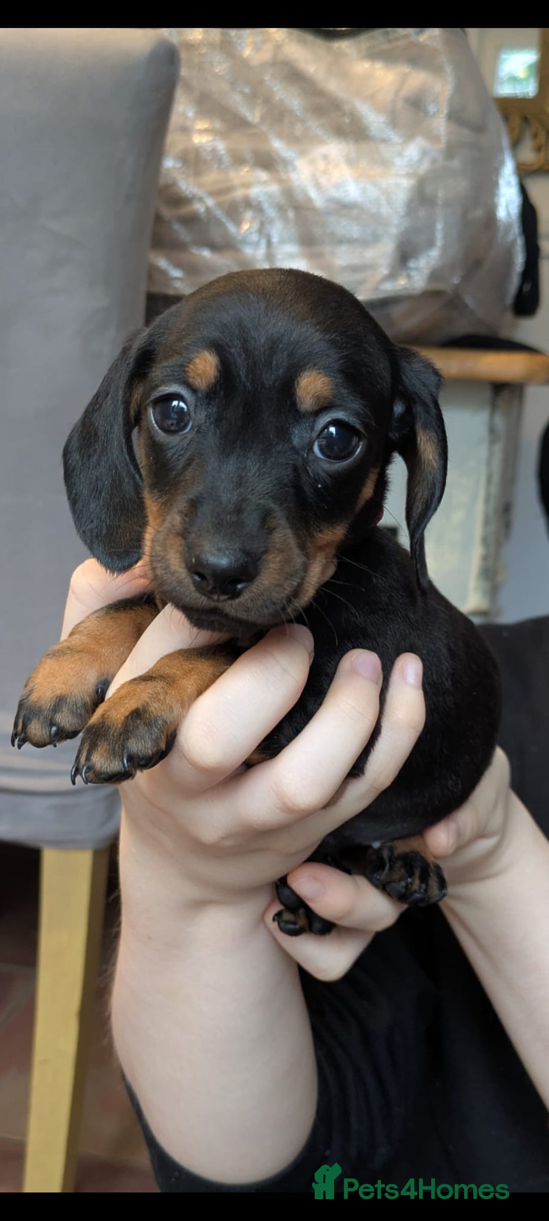 Miniature Dachshund dogs for sale: Fun-Loving Best Miniature Dachshund puppies Awaits - Advert 5