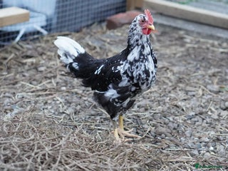 Chickens poultry - Advert 16