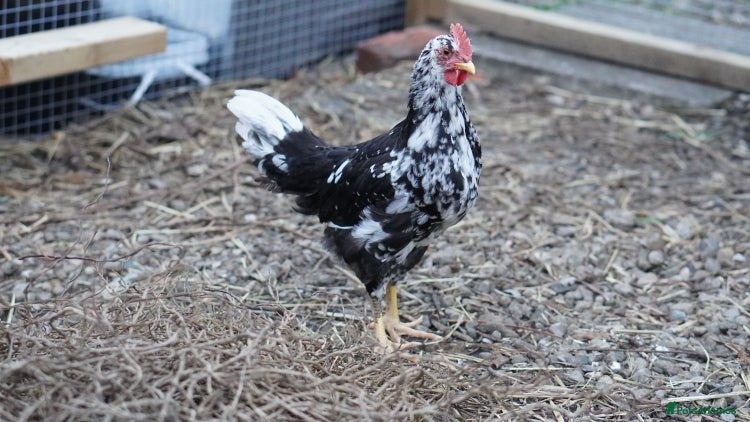 Chickens poultry - Advert 1