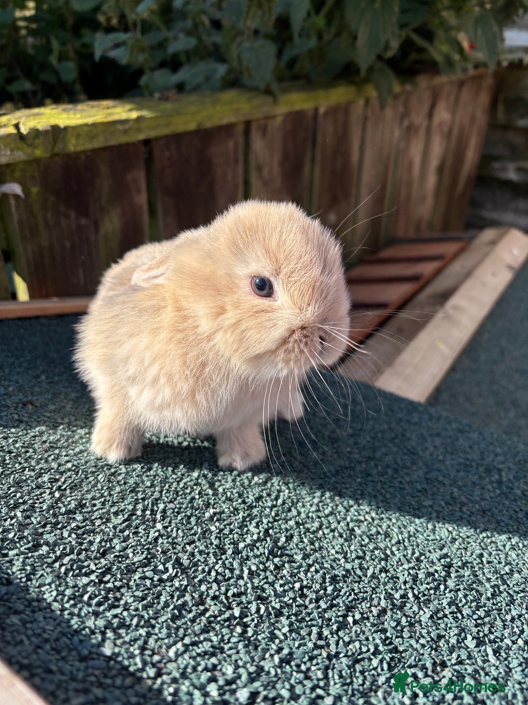 Mini Lop rabbits for sale: Beautiful mini lops - Image 8