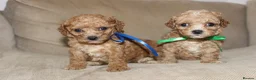 Bichon Frise dogs for sale: Poochon F1 puppies from Health Tested parents  - Advert 13
