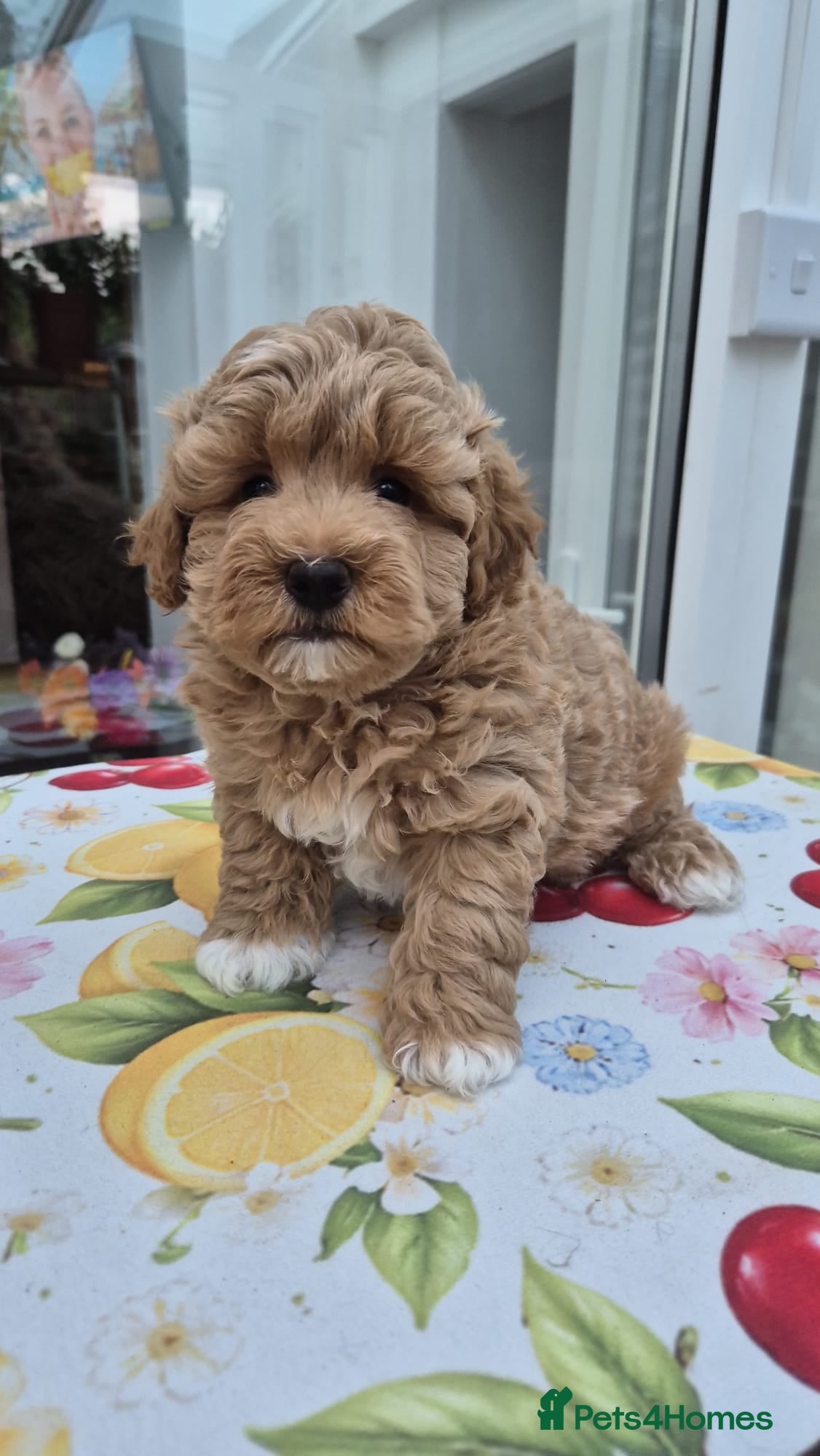Maltipoo dogs Maltipoo boy - Advert 11
