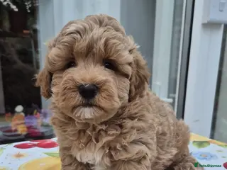 Maltipoo dogs Maltipoo boy - Advert 1