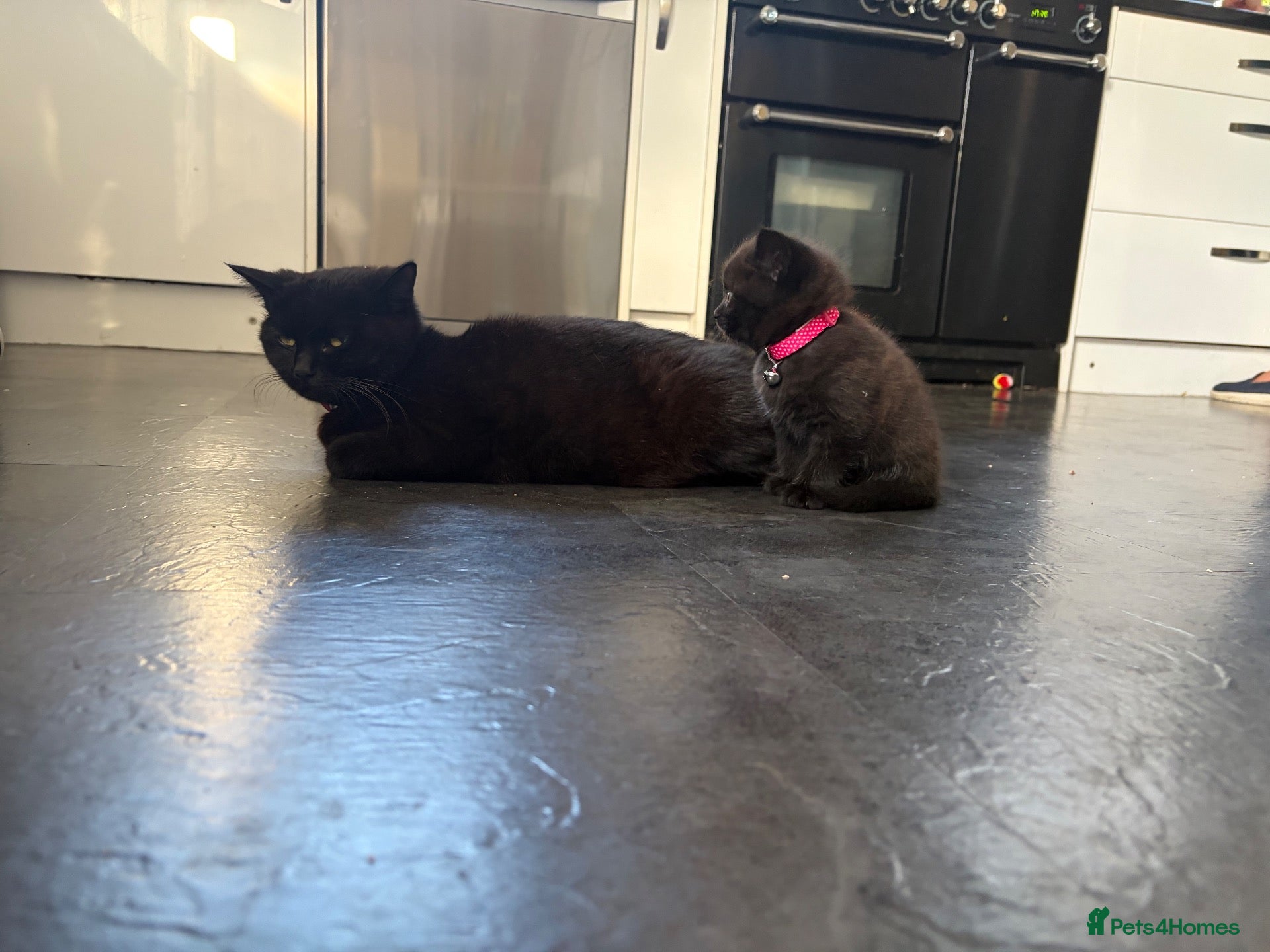 Mixed Breed cats Last boy kitten - Advert 18