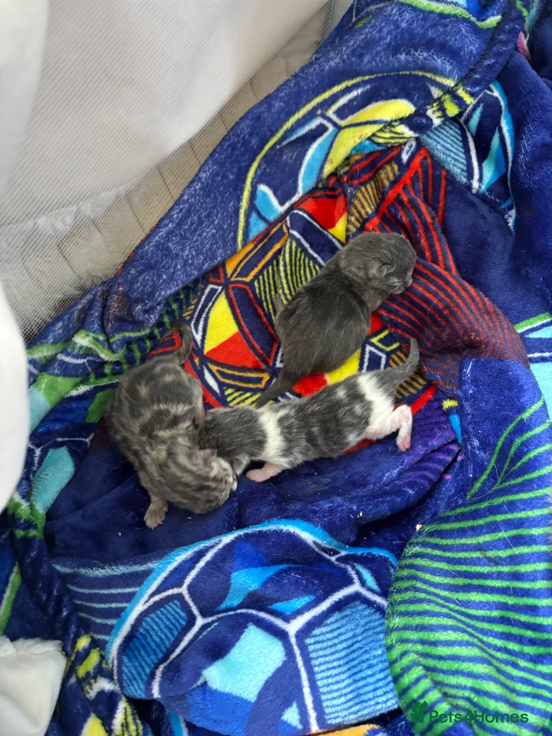 Mixed Breed cats for sale: 3 beautiful kittens for sale  in Chesterfield - Advert 1
