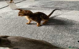 Savannah cats for sale: Savannah cross - Image 9