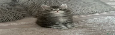 Tigger