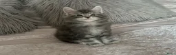 Maine Coon cats for sale: GCCF Blue and Silver Registered Maine Coon Kittens - Advert 21
