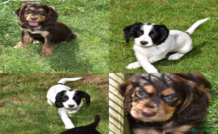 Cocker Spaniel dogs - Advert 5