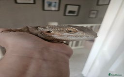 Bearded Dragon reptiles for sale: Bearded dragon for sale - Image 7