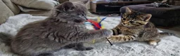 Siberian cats for sale: Beautiful Siberian x Korat kittens  - Advert 5