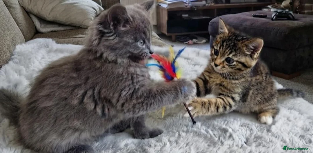 Siberian cats for sale: Beautiful Siberian x Korat kittens  - Advert 5