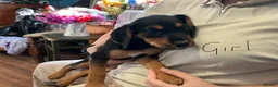 Mixed Breed dogs for sale: Puppies for sale  in Edenbridge - Advert 7