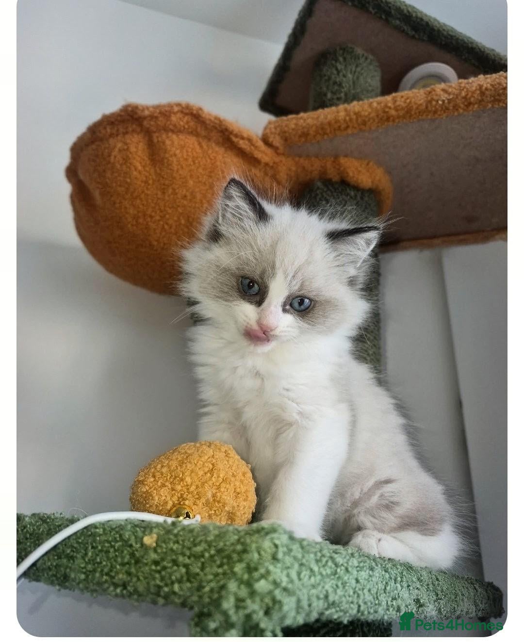 Ragdoll cats for sale: Boy Ragdoll Bicolor  - Advert 5