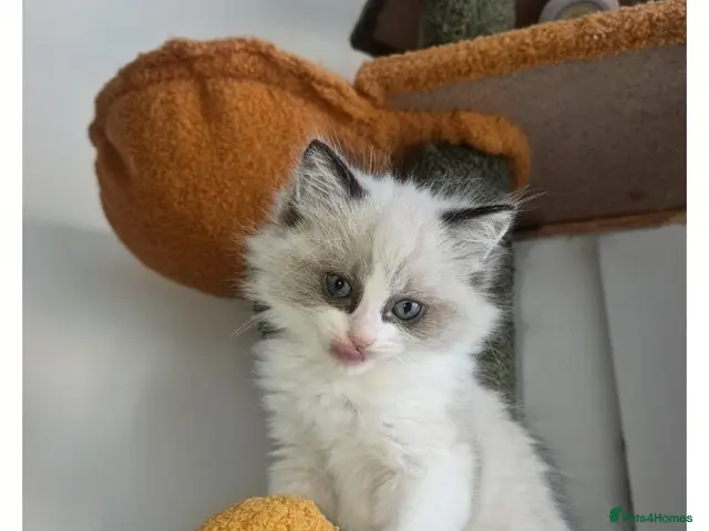 Ragdoll cats for sale: Boy Ragdoll Bicolor - Advert 5