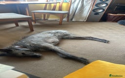 Lurcher dogs for sale: Litter of fabulous Lurchers - Image 8