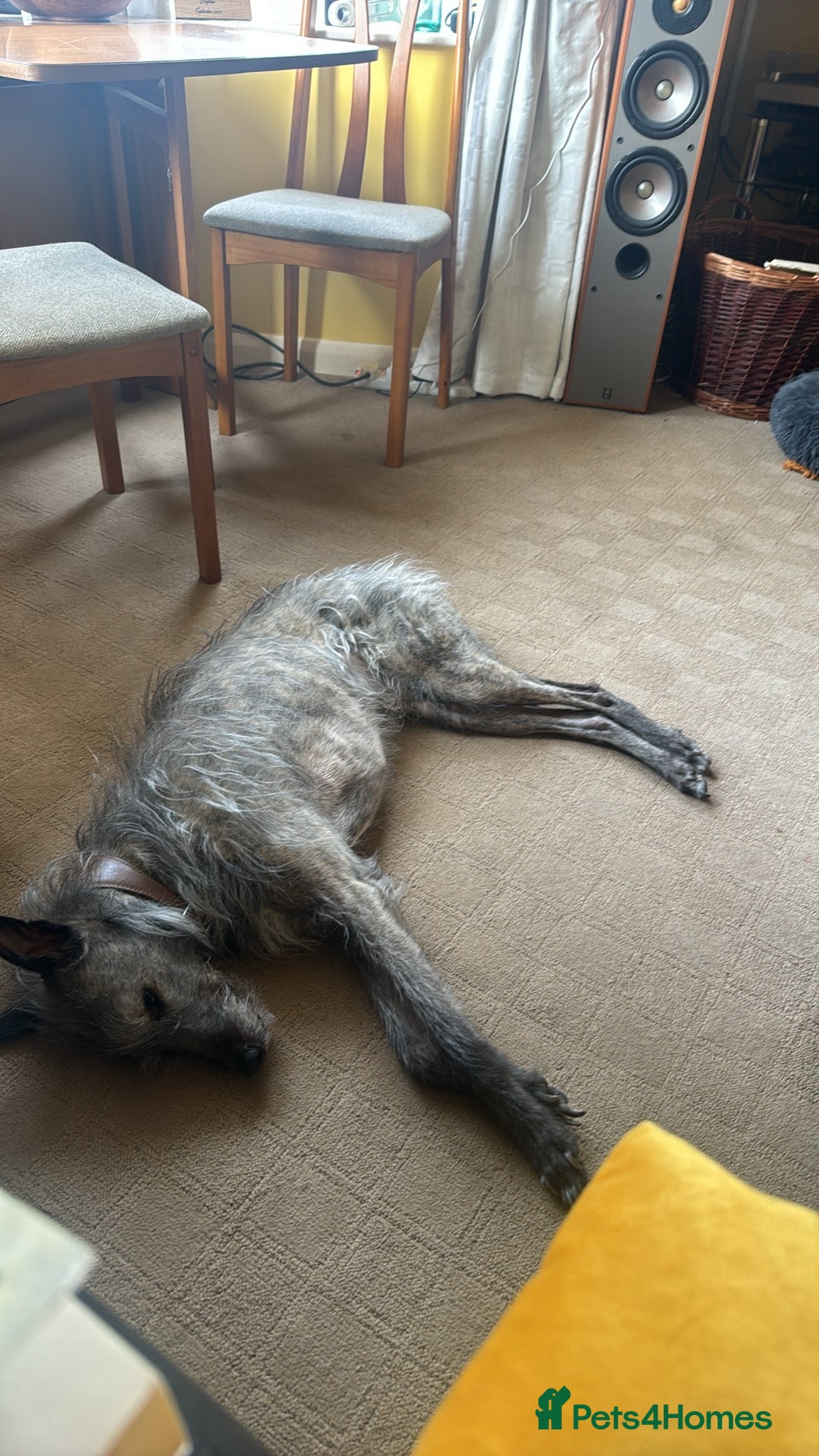 Lurcher dogs for sale: Litter of fabulous Lurchers - Image 8