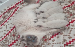 Ragdoll cats for sale: PEDIGREE RAGDOLL KITTENS FROM GCCF REGISTERED - Image 5