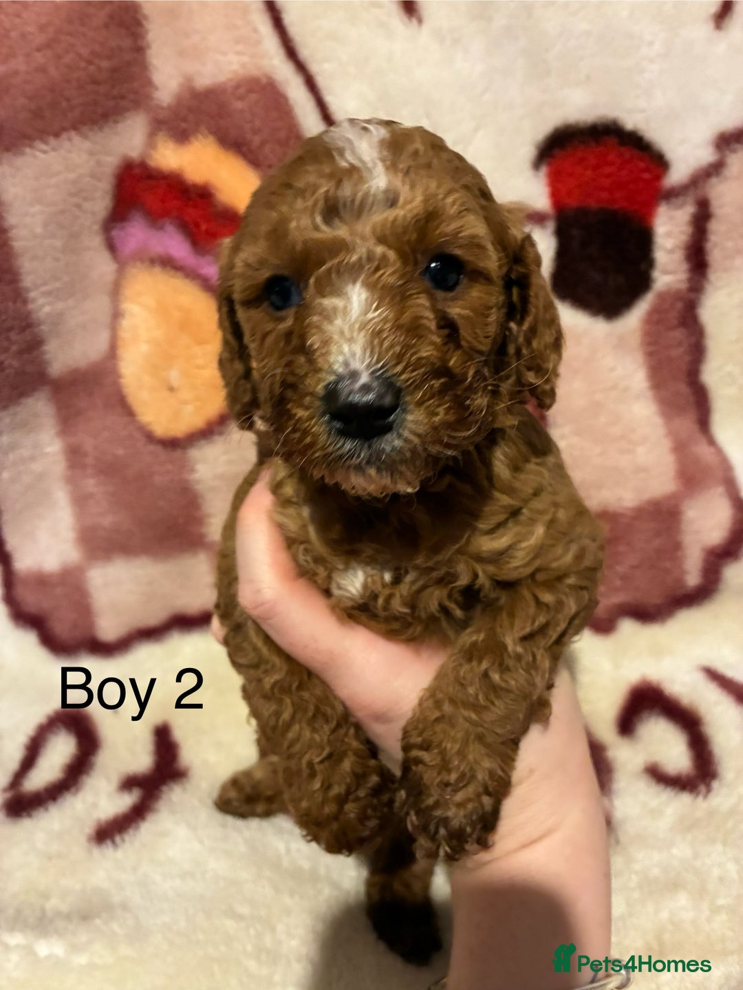 Cockapoo dogs for sale: Cockapoo puppy’s  - Advert 8