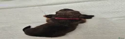 Dachshund dogs for sale: Miniature dachshunds puppies  - Advert 16