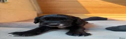 Cocker Spaniel dogs for sale: Beautiful Cocker Spaniel Puppies  - Advert 2