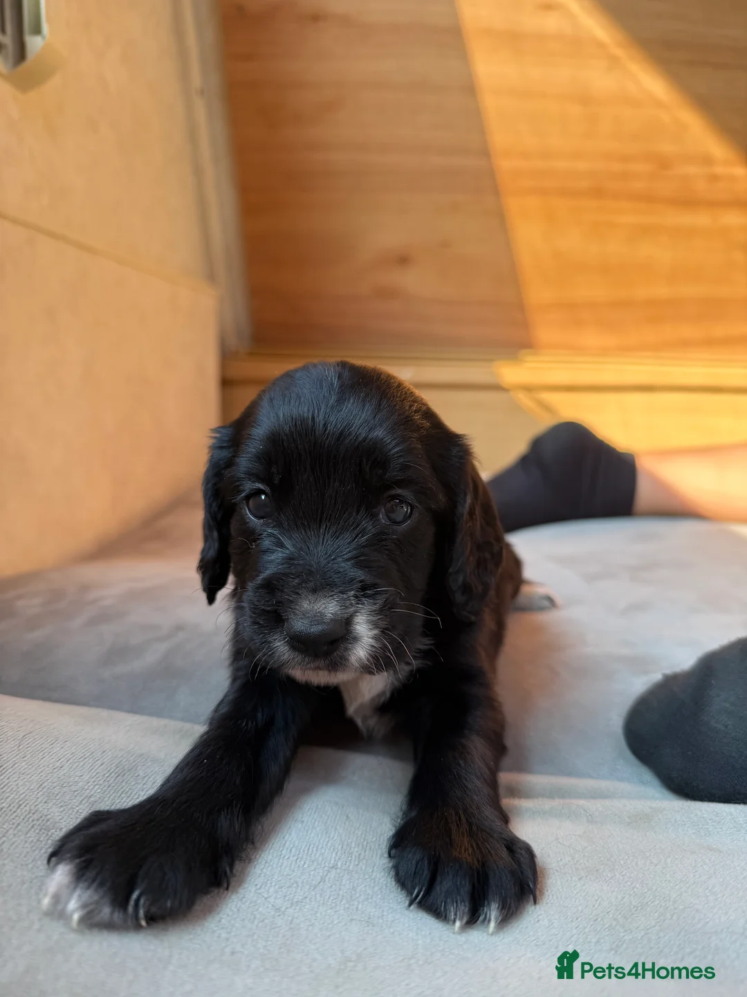 Cocker Spaniel dogs for sale: Beautiful Cocker Spaniel Puppies  - Advert 2