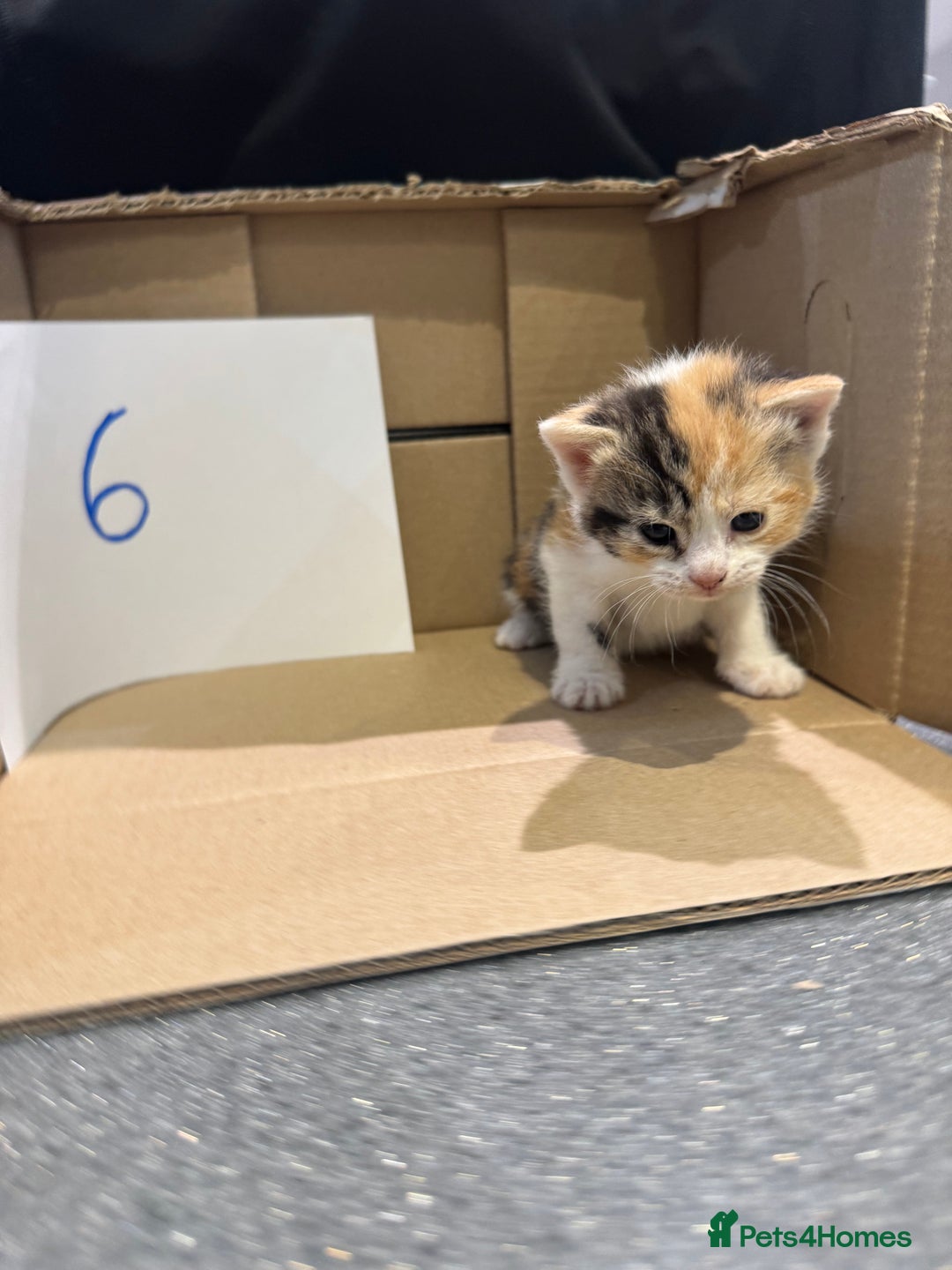 Mixed Breed cats for sale: British shorthair mix kittens  - Advert 7