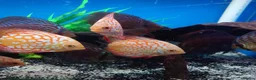 Other/Mixed Breed fish for sale: Full Aquatic Stocklist Manchester Pet's & Aquatics - Advert 30