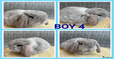 Mini Lop rabbits - Advert 4