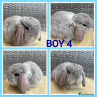 Mini Lop rabbits - Advert 4