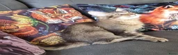 Maine Coon cats for sale: GCCF Pedigree Maine Coon Kittens for sale  - Advert 12