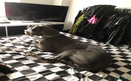 Great Dane dogs for sale: Beautiful boy - Image 3