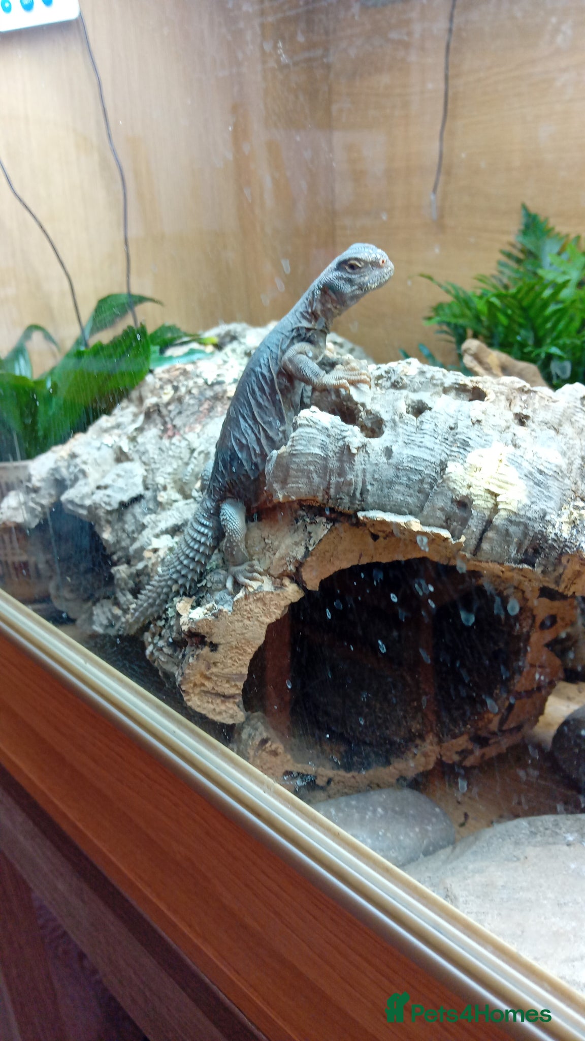 Lizard reptiles for sale: Egyptian uromastyx  - Advert 1