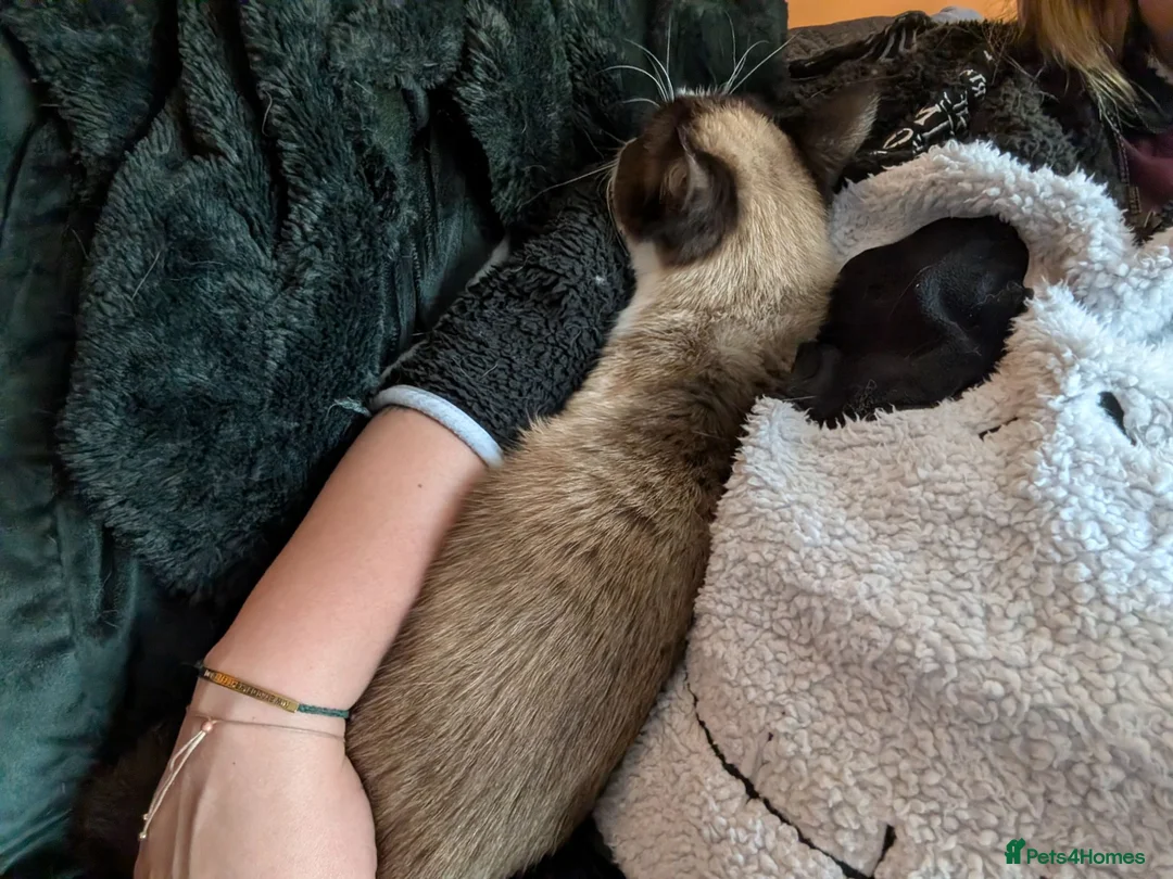 Mixed Breed cats for sale: 3 year old female and male cats - Advert 2