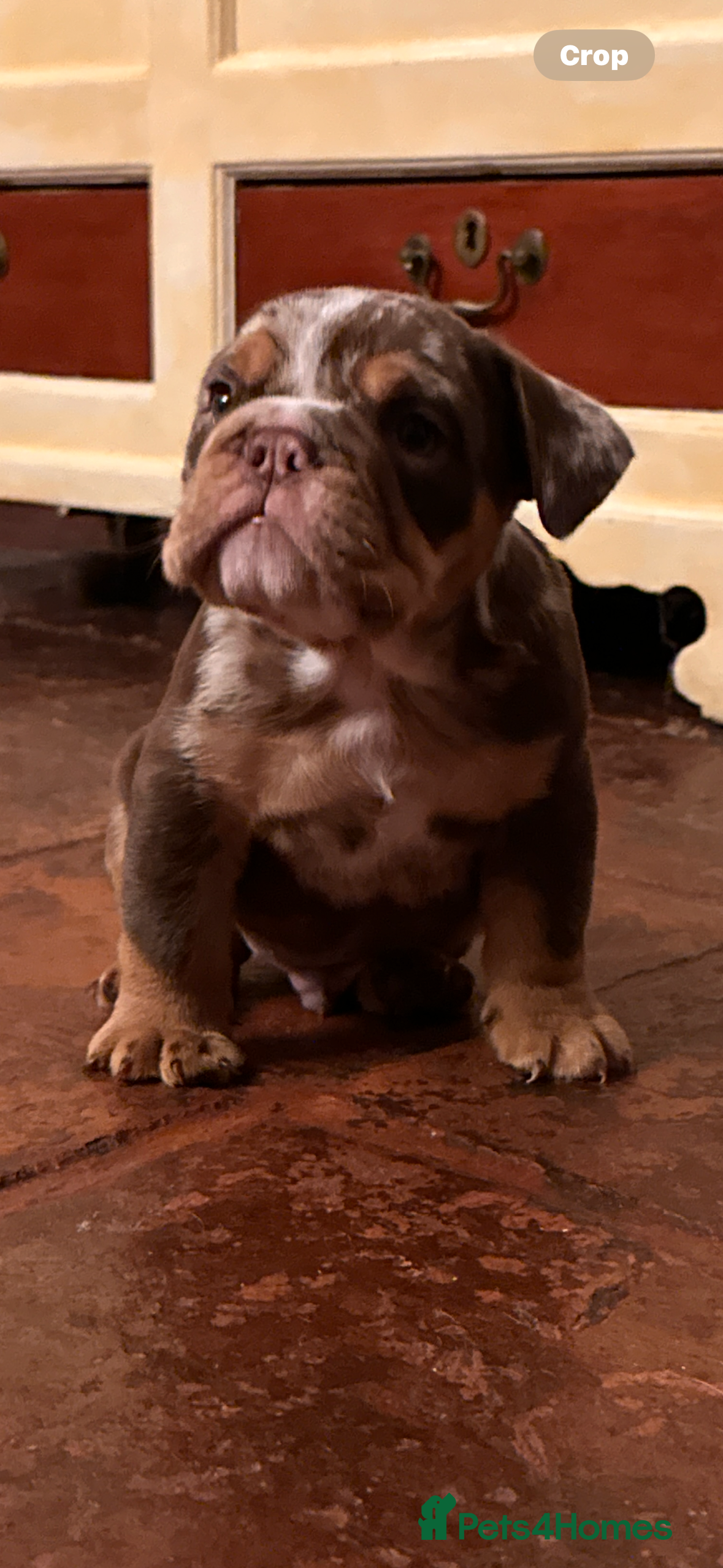 English Bulldog dogs English bulldogs  - Advert 1