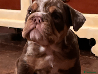 English Bulldog dogs English bulldogs - Advert 1