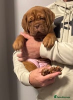 Dogue De Bordeaux dogs Outstanding Chunky KC DDB Puppies - Advert 2
