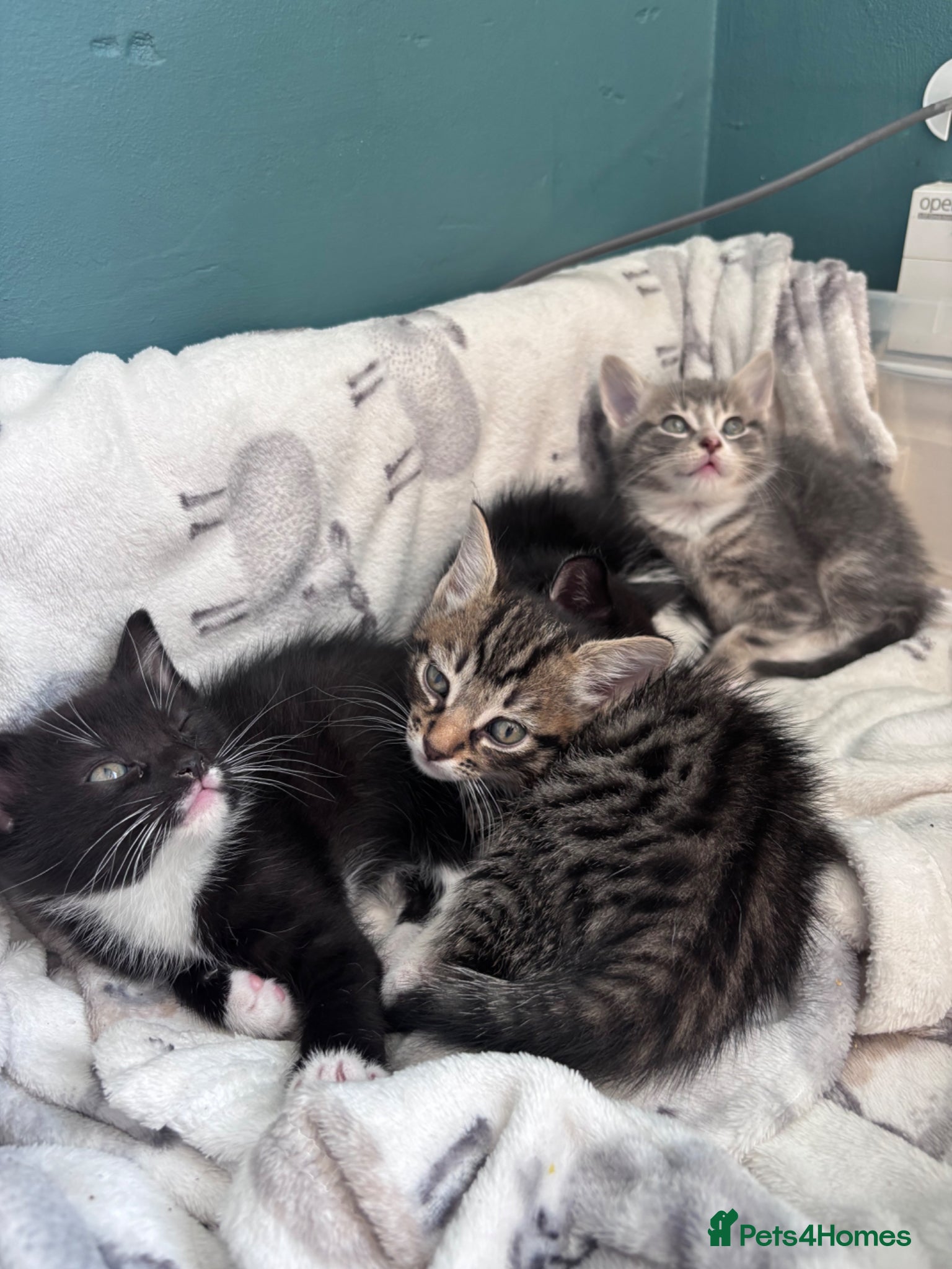 Mixed Breed cats for sale: 4 sweet kittens for new homes  in Thornton-Cleveleys - Advert 16