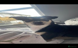 Mixed Breed dogs for sale: Polly 7 years old - Image 1