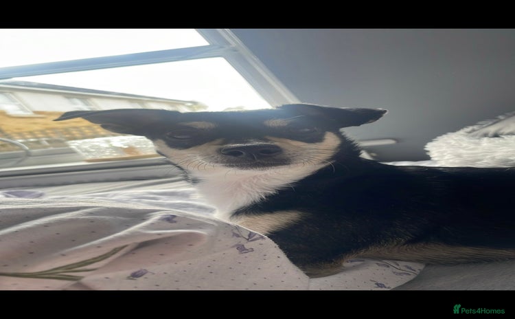 Mixed Breed dogs - Advert 1