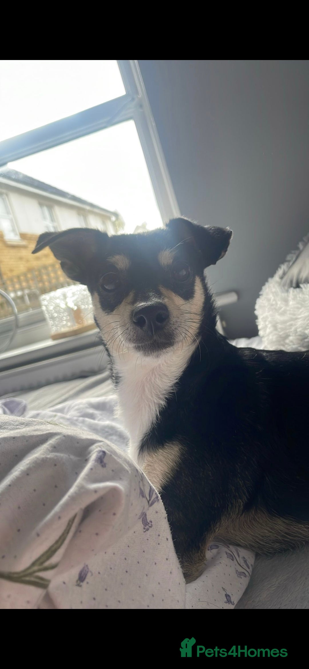 Mixed Breed dogs for sale: Polly 7 years old - Image 1