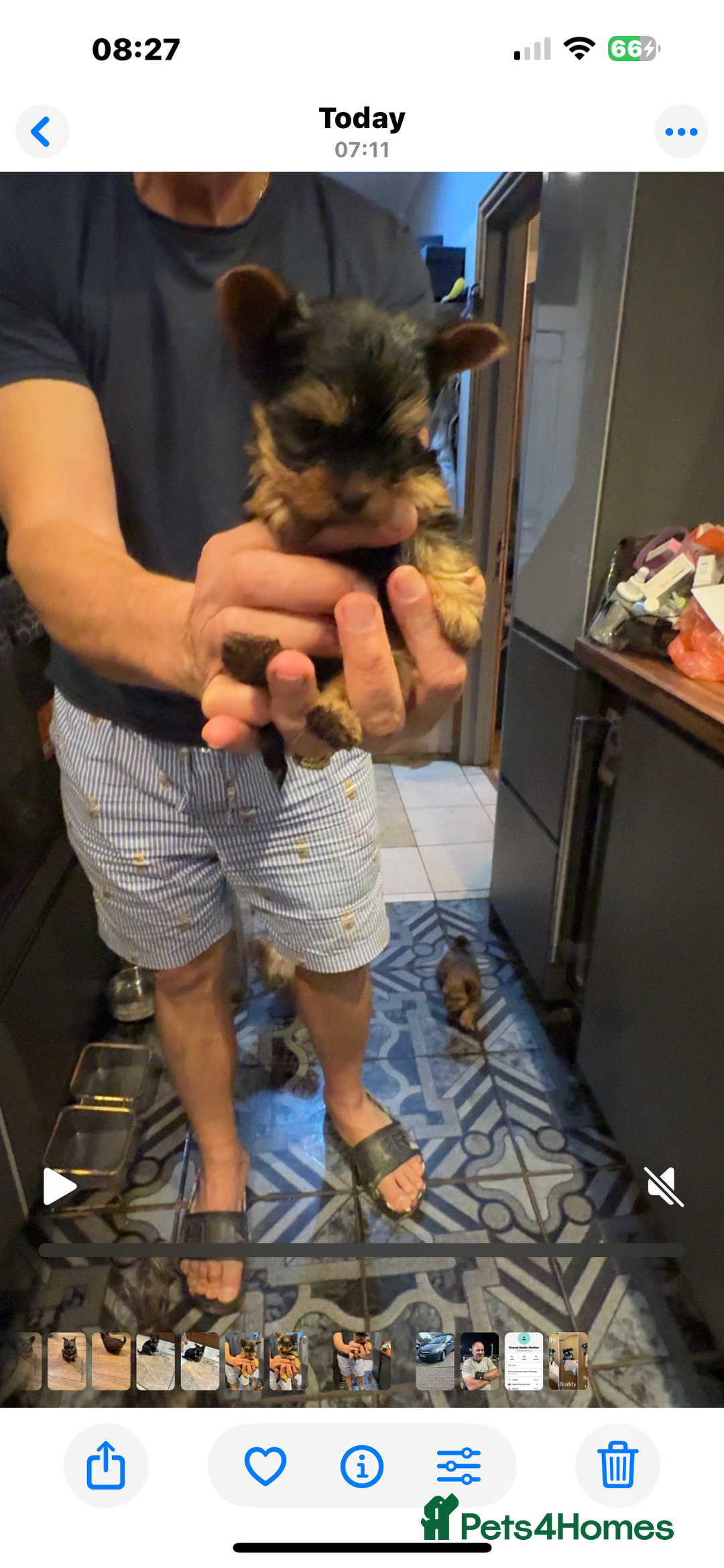 Yorkshire Terrier dogs for sale: Yorkshire terrier puppy  - Image 20