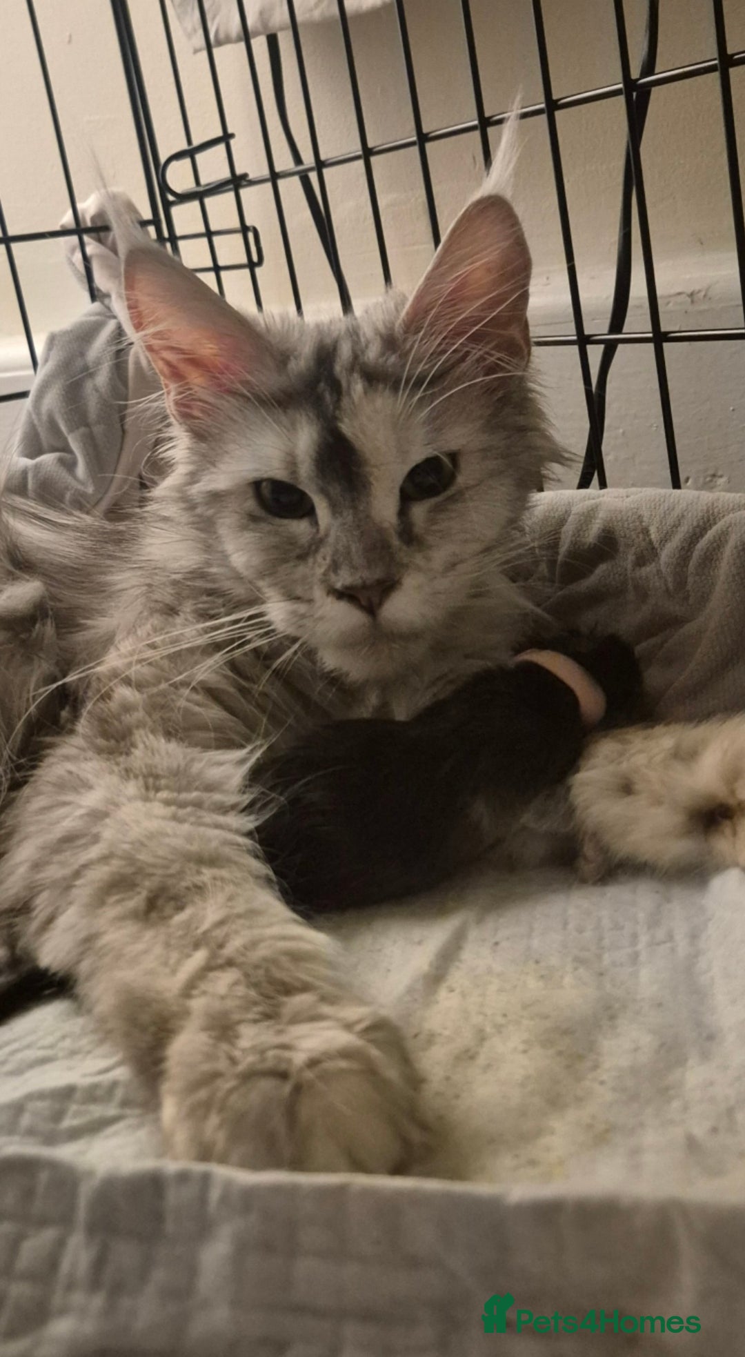 Maine Coon cats for sale: Last 2 girls - Advert 6