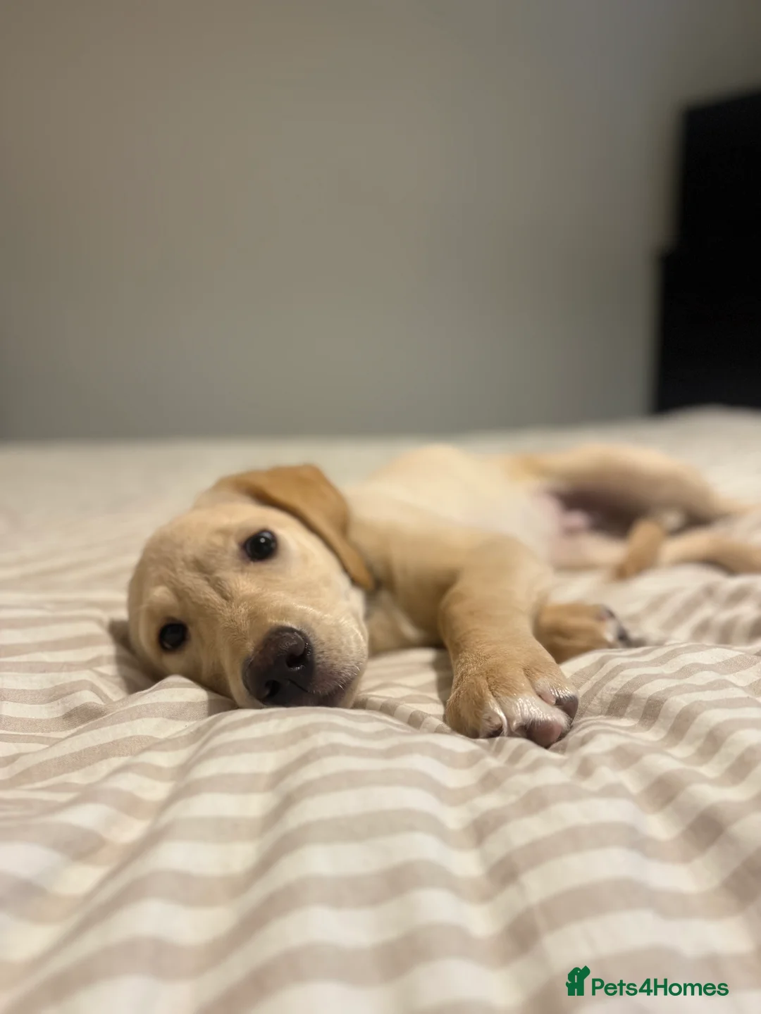 Goldador dogs for sale: GOLDADOR PUPPY COOPER 16 WEEKS - Advert 2