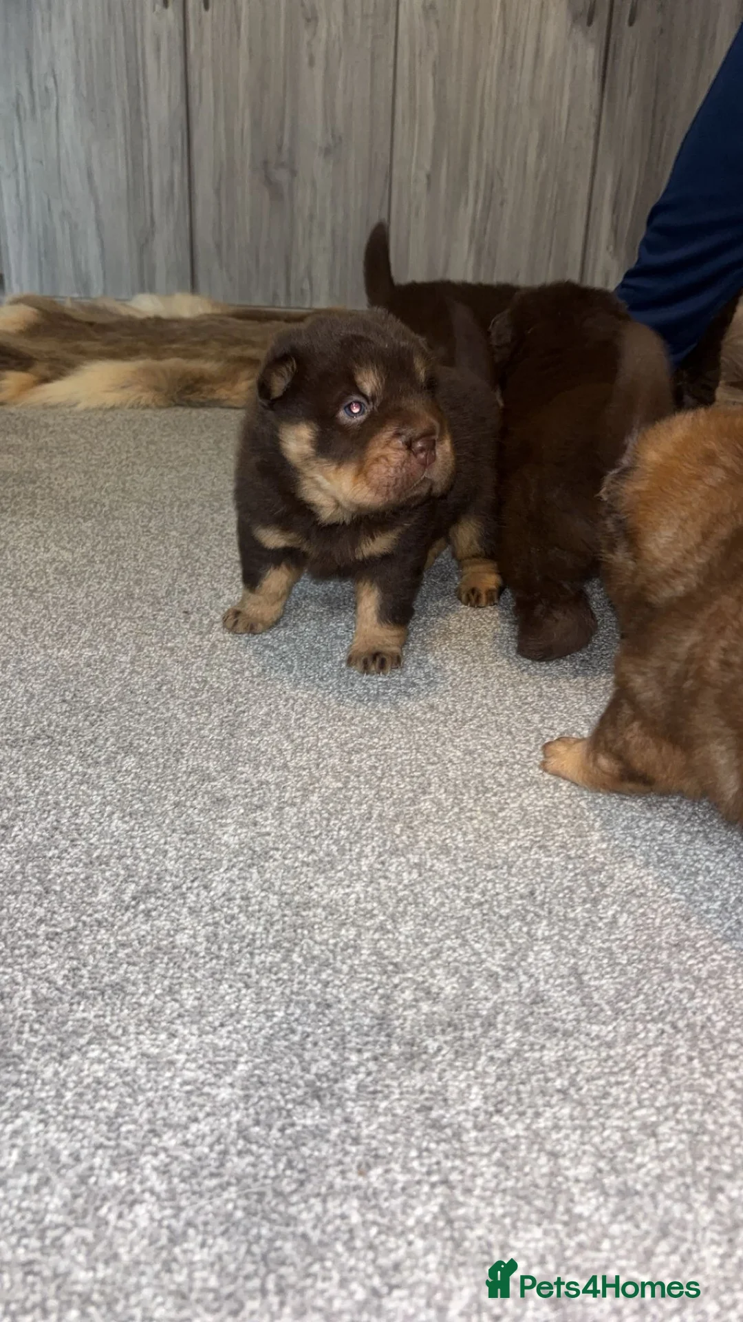 Shar Pei dogs for sale: Top quality choc and tan bear coat sharpies - Advert 25